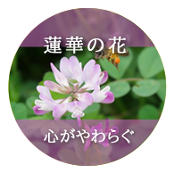 蓮華の花：心がやわらぐ